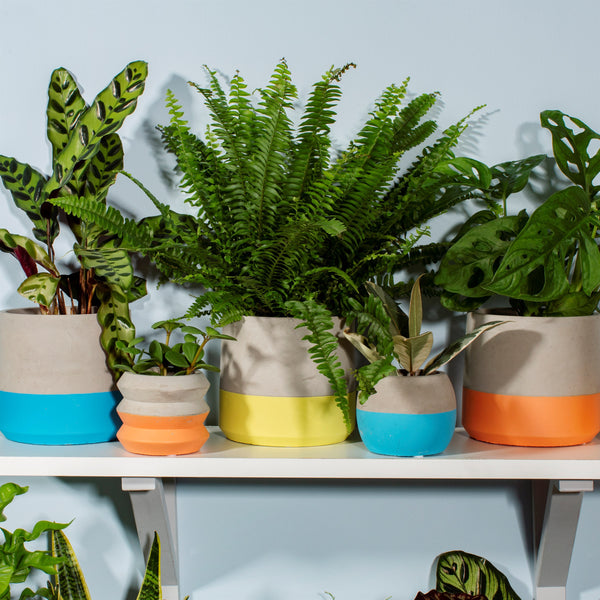 Colour Block Cement Planters - Style My pad